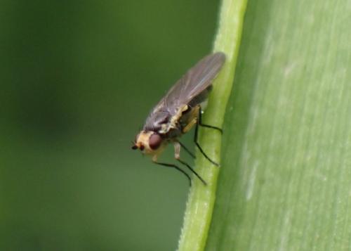 Phytomyza sp.